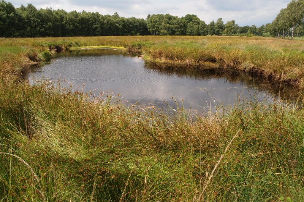 Loki Schmidt Stiftung Moor, Wiesen und Wald bei Tostedt